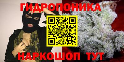 шишки Изобильный